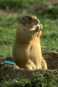 Et la marmotte