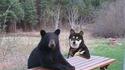 Chien classe 2