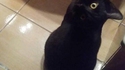 Un corbeau ou un chat ?