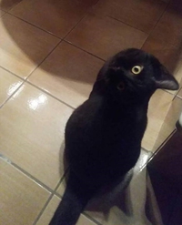 Un corbeau ou un chat ?