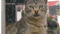 Cat-holic ?