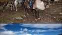 Photos de la tribu Dukha, des steppes nord-mongoliennes