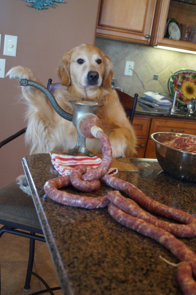 Un chien fait de la saucisse.