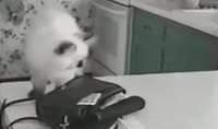 Chat voleur