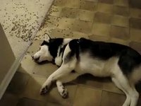Chien je-m'en-foutiste 3
