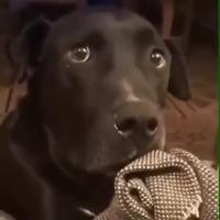 Es tu au courant que la chienne du voisin est enceinte ?