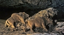 Bisons de la grotte du Tuc d'Audoubert