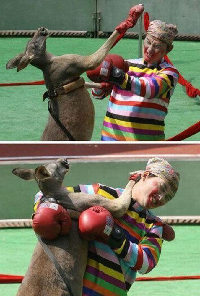 Un combat entre un kangourou et un clown.