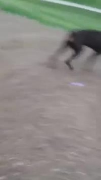 Chiens et toboggan