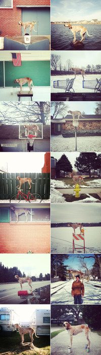 Un chien sur des trucs