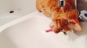 Crétin de chat