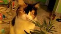 Herbe à chat