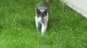 L'attaque du chat
