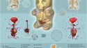 Anatomie d'un bonbon