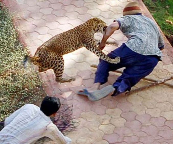 Attention, vous aussi vous pouvez vous faire attaquer par un léopard en sortant de chez vous!