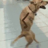 Hello dog
