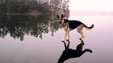 Le chien de Jésus
