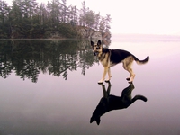Le chien de Jésus