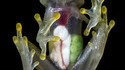 Grenouille translucide 2