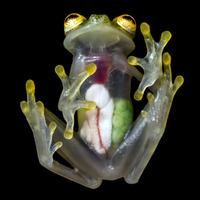 Grenouille translucide 2