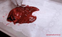 Gonflage de poumons de chat