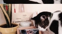 Comme chien et chat 25