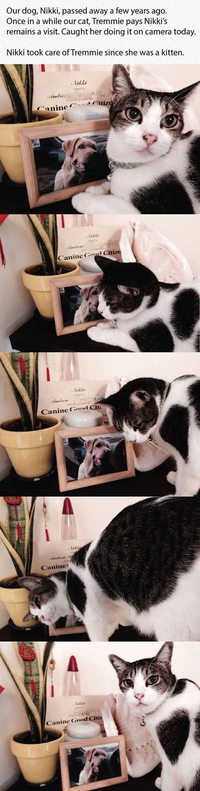 Comme chien et chat 25