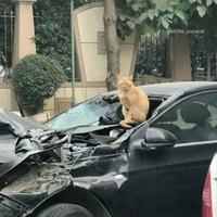 Devinez quoi : J'ai oublié de lui donner ses croquettes il y a 25 minutes...