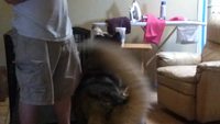 Pan ! le chien