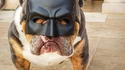 I'm the Bark Knight