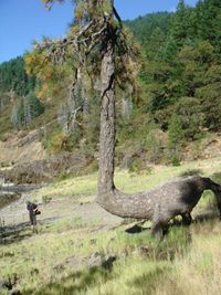 Dinosarbre