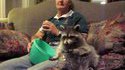 Loki le raton laveur