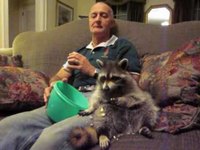 Loki le raton laveur