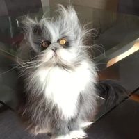 Chat persan en pétard
