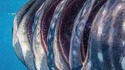 Les fentes branchiales d'un requin baleine