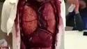 Costume pour Halloween 