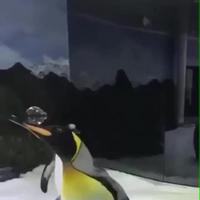 Des pingouins 