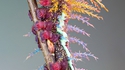 Chenille colorée