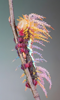 Chenille colorée