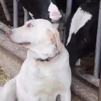 L'amour vache