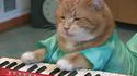 Keyboard cat 2.0