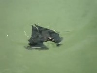 Pendant ce temps, en Chine...