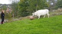 Une vache footballeuse