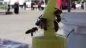 Travail d'équipe des abeilles