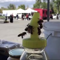 Travail d'équipe des abeilles