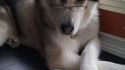 Racontez votre meilleur blague Ã  ce chien