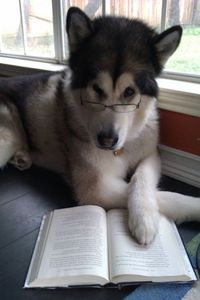 Racontez votre meilleur blague Ã  ce chien