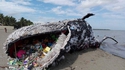 Baleine échouée