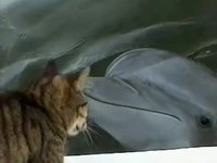 Un chat avec des dauphins