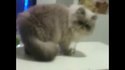 Quand ton chat te déteste